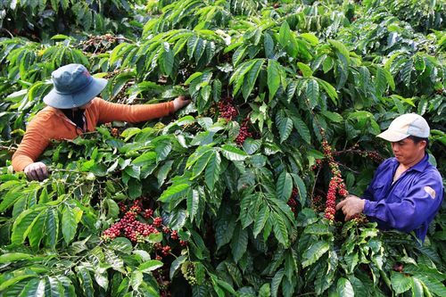 Siêu El Niño có thể làm thay đổi giá và sản xuất cà phê toàn cầu