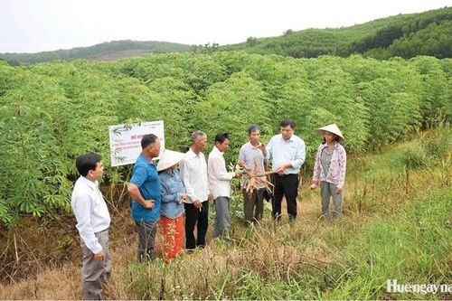 Hướng đi bền vững cho vùng nguyên liệu sắn