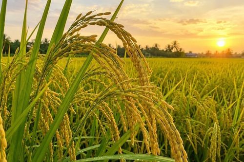 Ngày 4/9: Giá lúa tươi tại Đồng bằng sông Cửu Long đồng loạt giảm