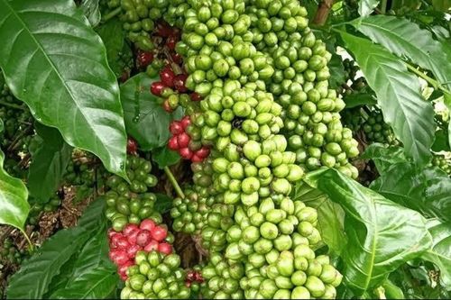 Ngày 4/9: Giá cà phê tiếp tục giảm, hồ tiêu lặng sóng