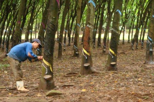 Cao su Thống Nhất chốt ngày chi 38,5 tỷ đồng trả cổ tức năm 2025