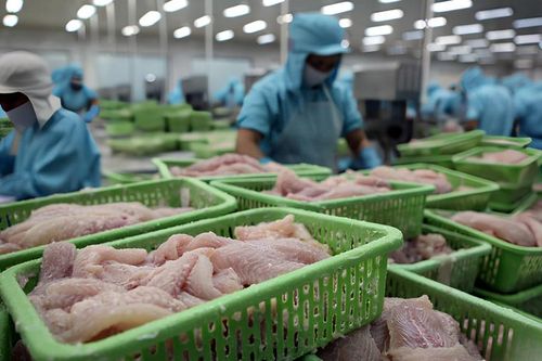 Nguồn cá tự nhiên suy giảm mở cơ hội cho cá tra Việt Nam ra thế giới