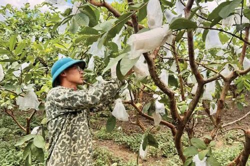 Khẳng định vị thế cho ổi sạch Quảng Hưng