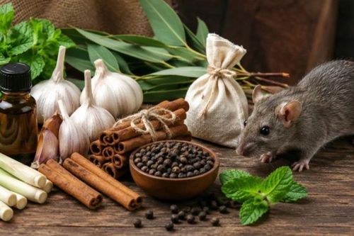 Trồng 3 loại cây này quanh nhà, chuột sẽ tránh xa