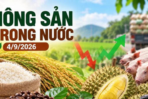 Nông sản trong nước 4/9: Cà phê mất mốc 95.000 đồng/kg, lúa tươi giảm 100 đồng