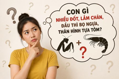 Giải đáp câu đố: Con gì nhiều đốt, lắm chân, đầu thì bọ ngựa, thân hình tựa tôm?