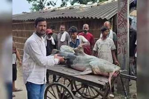 Cá lạ xuất hiện sau lũ lụt, Nepal - Ấn Độ cảnh báo người dân