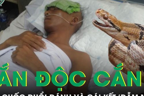 Bị rắn độc cắn, người đàn ông 52 tuổi tức giận vác cuốc đuổi đánh