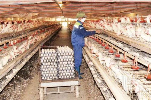 Gỡ 'nút thắt' trong liên kết chuỗi sản xuất nông nghiệp