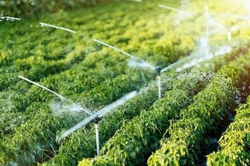 Những kỳ tích của ngành lâm nghiệp