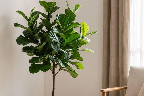 4 loại cây phát triển chậm, ít phải cắt tỉa, càng trồng càng đẹp