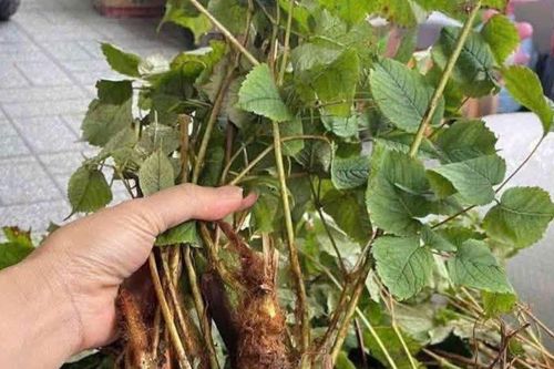 Bí mật của loài cây mọc hoang giúp tăng sinh lực