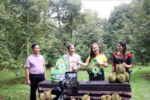 Đưa sầu riêng lên sóng trực tiếp: Tư duy mới trong tiêu thụ nông sản