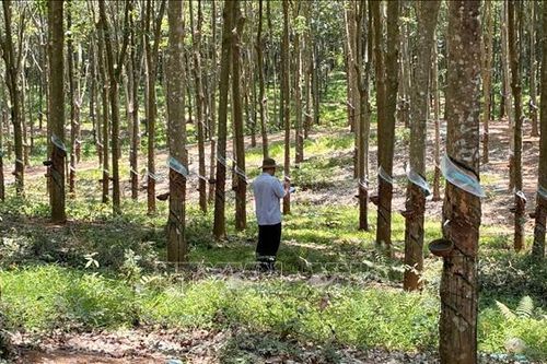 Chậm cưa cắt cây cao su khiến 3 dự án kết nối sân bay Long Thành bị ảnh hưởng