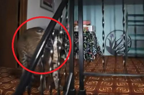 Đang ngồi trong nhà, người phụ nữ bỗng phát hiện cảnh tượng 'nổi da gà'
