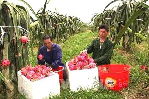 Phú Thọ nâng chất hợp tác xã, mở rộng liên kết chuỗi