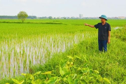 “Rõ người, rõ việc” để đồng ruộng không bỏ hoang