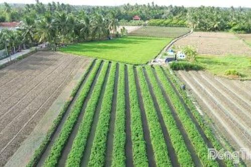 Giá rau màu, thanh long ở mức thấp: Nông dân canh cánh nỗi lo