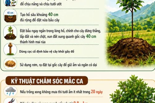 Lưu ý đối với trồng, chăm sóc cây mắc ca
