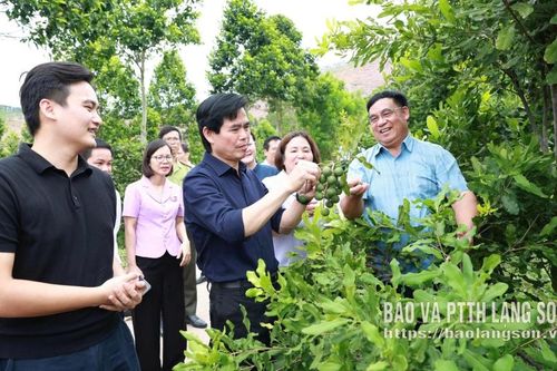 Nhiều cơ hội phát triển cây mắc ca, hồng giòn trên địa bàn tỉnh
