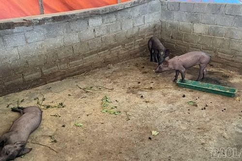 Khánh Hòa khẩn trương khống chế ổ dịch tả lợn châu Phi tại thôn Làng Nộc