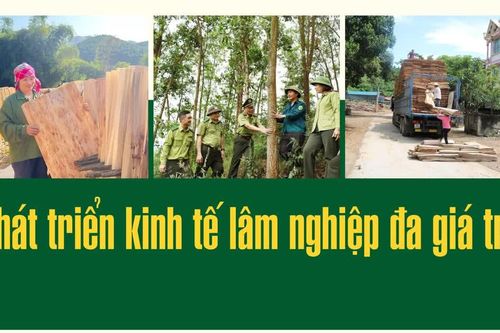 Phát triển kinh tế lâm nghiệp đa giá trị