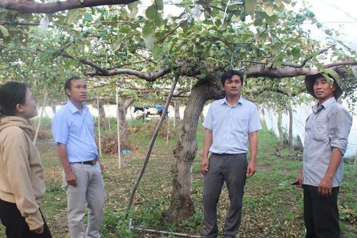 'Đòn bẩy' phát triển kinh tế nông hộ