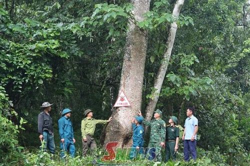 'Lá chắn xanh' nơi vùng biên Mường Lạn