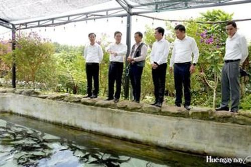 Bí thư Thành uỷ thăm, kiểm tra mô hình kinh tế tiêu biểu tại các xã A Lưới