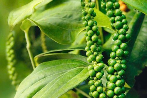 Giá tiêu hôm nay 5/9: Doanh nghiệp hồ tiêu, gia vị chủ động thích ứng với quy định SPS mới của các thị trường xuất khẩu