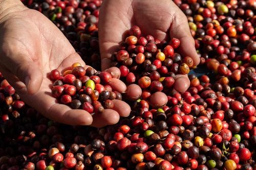 Giá cà phê hôm nay 5/9: Giá cà phê chịu sức ép từ tín hiệu thuận lợi về nguồn cung tại Brazil