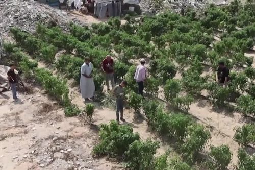 Nông dân Gaza khôi phục ngân hàng hạt giống bản địa
