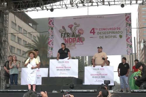 Thử tài tách gai xương rồng ở Mexico