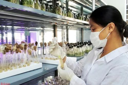 Ứng dụng khoa học và công nghệ trong phát triển giống cây trồng phục vụ nông nghiệp hữu cơ