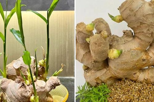Trồng gừng trong chậu cứ làm đúng bước này: Lá xanh mướt, củ to, mọc nhánh tua tủa