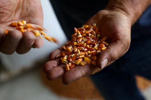 Giá thực phẩm thế giới lên cao nhất gần 4 năm, đường tăng gần 12%