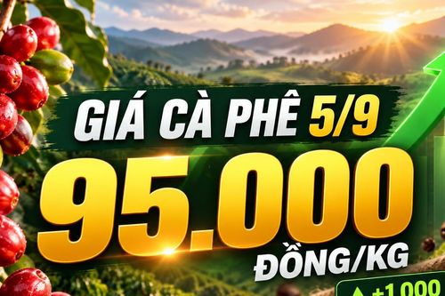 Cà phê bật tăng 1.000 đồng/kg, giá trong nước lên 95.000 đồng/kg