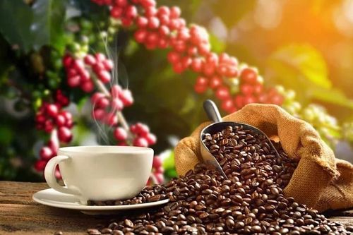 Giá cà phê hôm nay 5/9: Phục hồi nhẹ