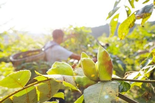 Hái 'vàng' trên cây