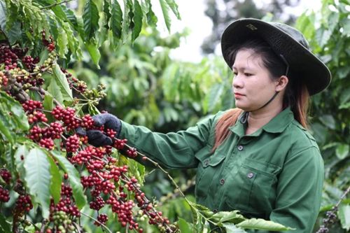Bản tin nông sản hôm nay (6-9): Giá cà phê tăng mạnh, giá hồ tiêu đi ngang