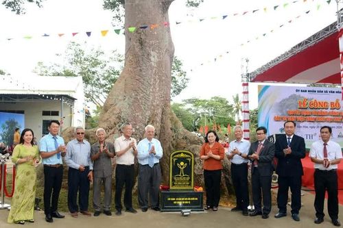 Cây Sui hơn 300 tuổi được công nhận Cây Di sản