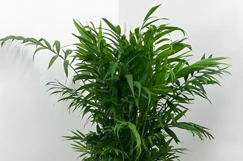 Top 5 cây cảnh nên đặt trong phòng khách, vừa sang trọng vừa có ý nghĩa tài lộc