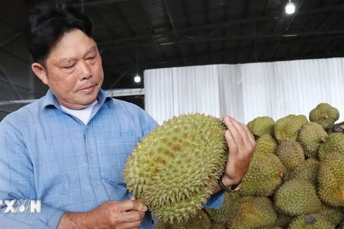 Khát vọng làm giàu của người có uy tín Lầu A Sy ở Lâm Đồng