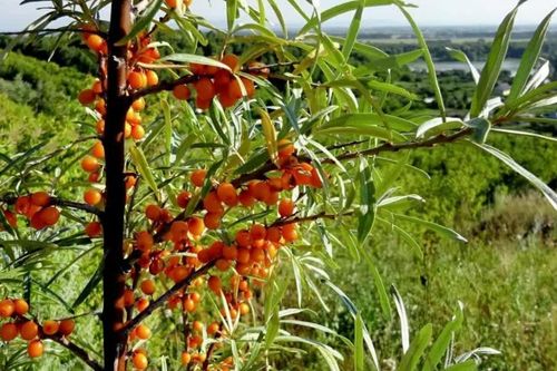 Các nhà khoa học Nga phát hiện loại lá cây có thể ức chế tế bào ung thư