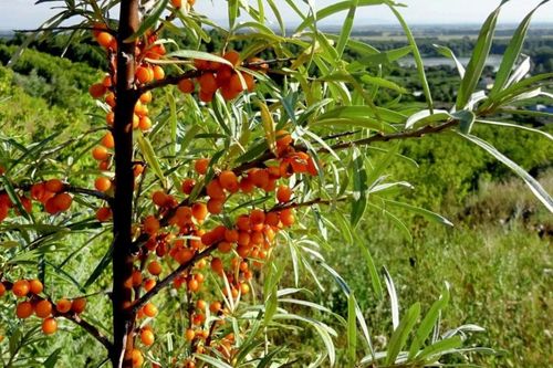 Các nhà khoa học Nga phát hiện loại lá cây có thể ức chế tế bào ung thư