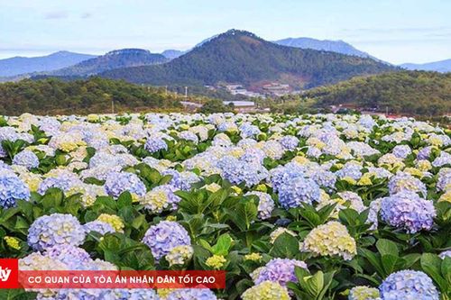 Hội thảo phát triển bền vững hoa Đà Lạt