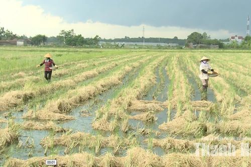 Khi rơm rạ trở thành nguồn tài nguyên cho đồng ruộng