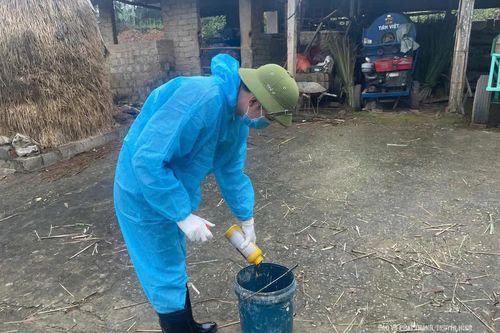 Chuẩn bị các điều kiện triển khai tiêm phòng gia súc, gia cầm đợt 2