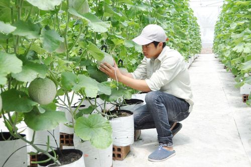 Phát triển nông nghiệp đa giá trị - Hướng đi bền vững