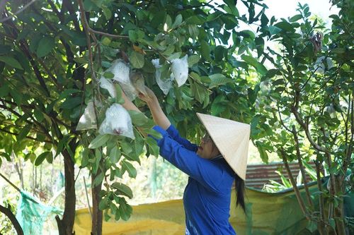 Quả ngọt từ 'Vườn cây thanh niên'
